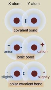 the Art of Chemistry book - polar covalent bond