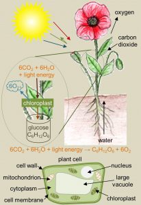 more than an introduction to chemistry book - photosynthesis